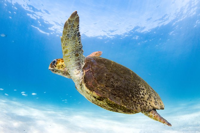 Swim with Whale Sharks in the Ningaloo Reef: 3 Island Shark Dive - What the 9 a.m. start and hotel pickup mean