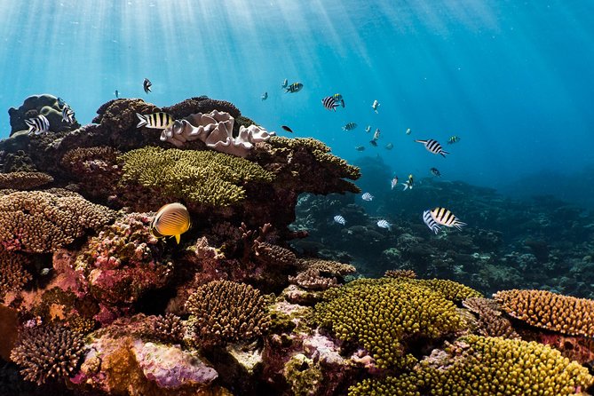 Swim with Whale Sharks in the Ningaloo Reef: 3 Island Shark Dive - What else you might see around Ningaloo