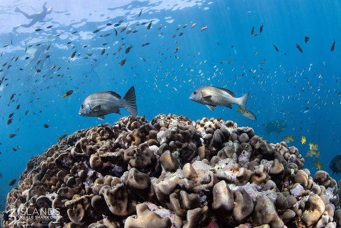 Swim with Whale Sharks in the Ningaloo Reef: 3 Island Shark Dive - Meals, drinks, and the practical value of the package