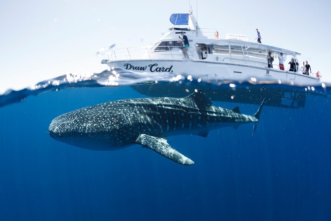 Swim with Whale Sharks in the Ningaloo Reef: 3 Island Shark Dive - Professional photos let you watch the encounter