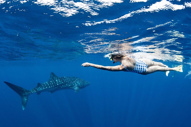 Swim with Whale Sharks in the Ningaloo Reef: 3 Island Shark Dive - Safety, crew style, and respect for the animals