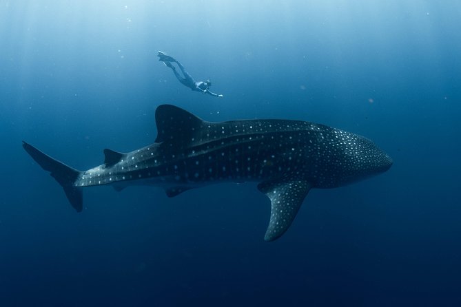 Swim with Whale Sharks in the Ningaloo Reef: 3 Island Shark Dive - Starting with a reef snorkel