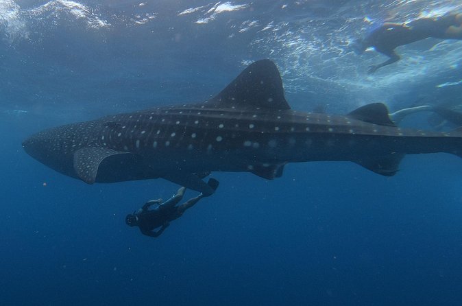 Swim with whale sharks on a private tour - Cabo Catoche and the cuevones reef