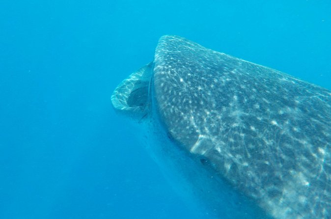 Swim with whale sharks on a private tour - Fresh fish, ceviche, and a beach stop