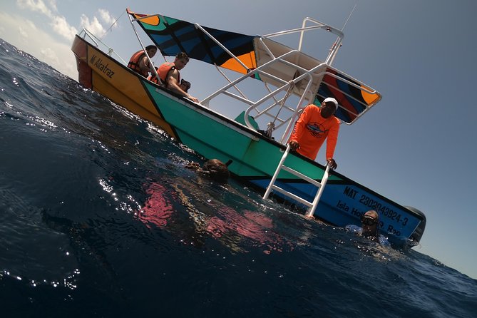 Swim with whale sharks on a private tour - How the whale shark swim works