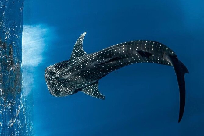 Swim with Whale Sharks Private tour from Playa del Carmen - Swimming with whale sharks off the Caribbean coast