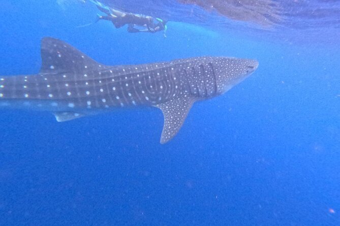 Swim with Whale Sharks Private tour from Playa del Carmen - From a Tulum lobby to the Cancun port