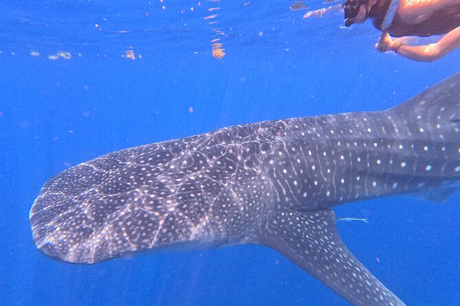 Swim with Whale Sharks Private tour from Playa del Carmen - Ceviche, guacamole, and a beach stop