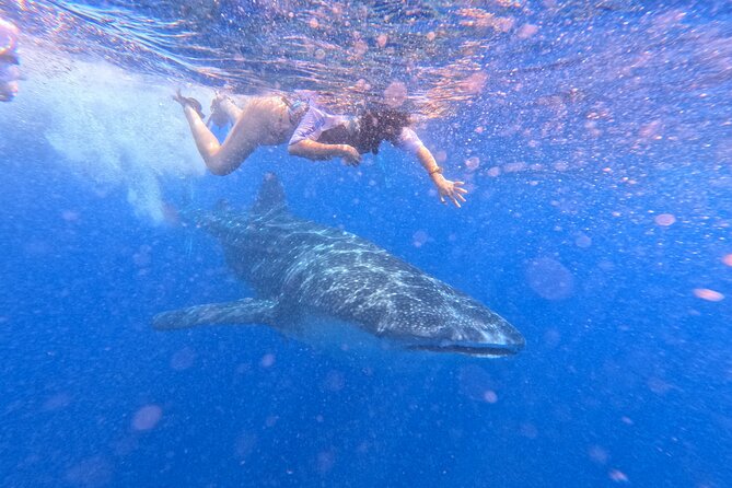 Swim with Whale Sharks Private tour from Playa del Carmen - How the day suits different types of visitors