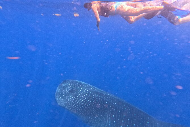 Swim with Whale Sharks Private tour from Playa del Carmen - Booking dates, refunds, and useful checks