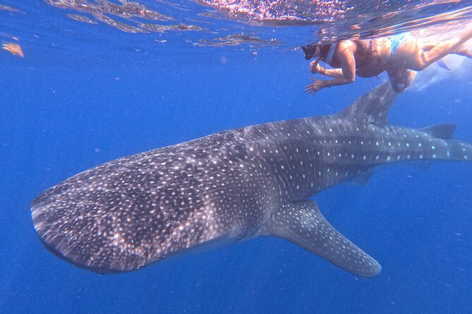 Swim with Whale Sharks Private tour from Playa del Carmen - Is this private whale shark tour worth booking?