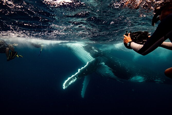 Swim with Whales Gold Coast - Meeting the whales off the Gold Coast