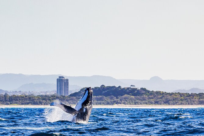 Swim with Whales Gold Coast - From Chinderah to Coolangatta and the Gold Coast