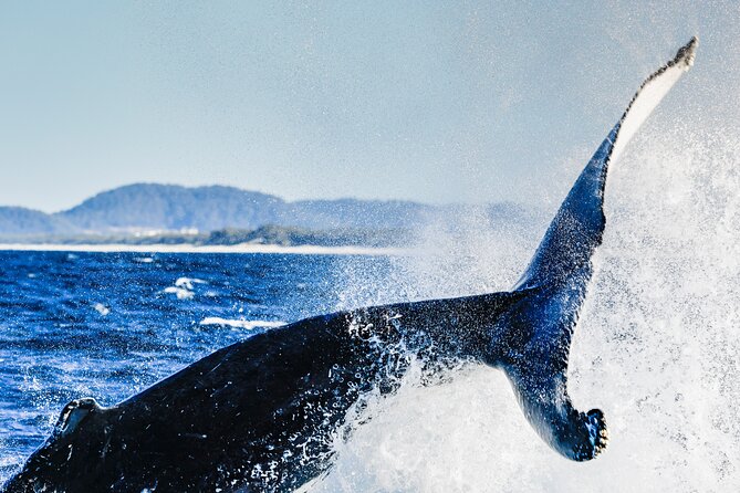 Swim with Whales Gold Coast - Coffee, tea, fruit, and the return trip