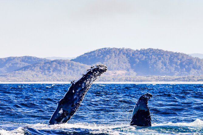 Swim with Whales Gold Coast - Who should book this whale swim?