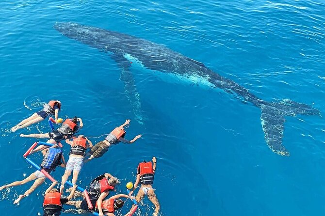 Swim with Whales in Gold Coast - The Gold Coast whale encounter is guided by the animals