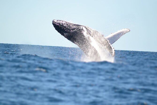 Swim with Whales in Gold Coast - What happens on Game Changer