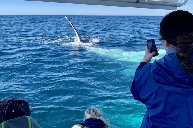 Swim with Whales in Gold Coast - Why the group size matters