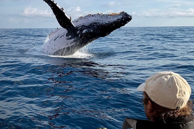 Swim with Whales in Gold Coast - Weather, cancellations, and realistic planning