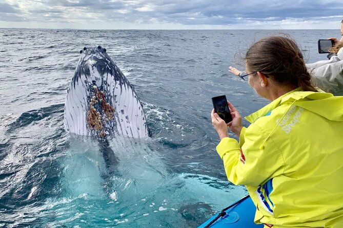 Swim with Whales in Gold Coast - Who should book the whale swim