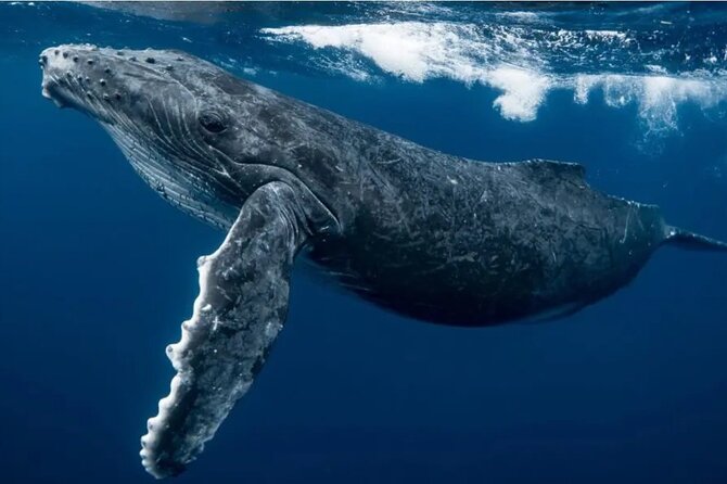 Swim with Whales in Gold Coast - Swimming beside the floating rope