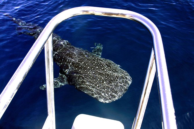 Swimming with the Whale Sharks - Ningaloo Reef (Exmouth) - Humpback season from September to November