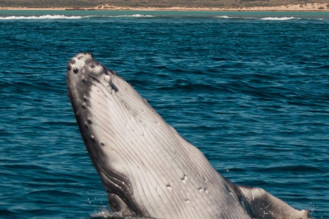 Swimming with the Whale Sharks - Ningaloo Reef (Exmouth) - Reef snorkeling adds real value