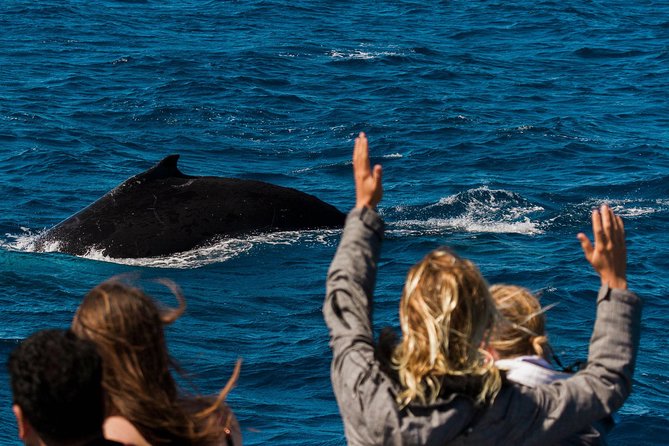 Swimming with the Whale Sharks - Ningaloo Reef (Exmouth) - Is $451.86 good value?