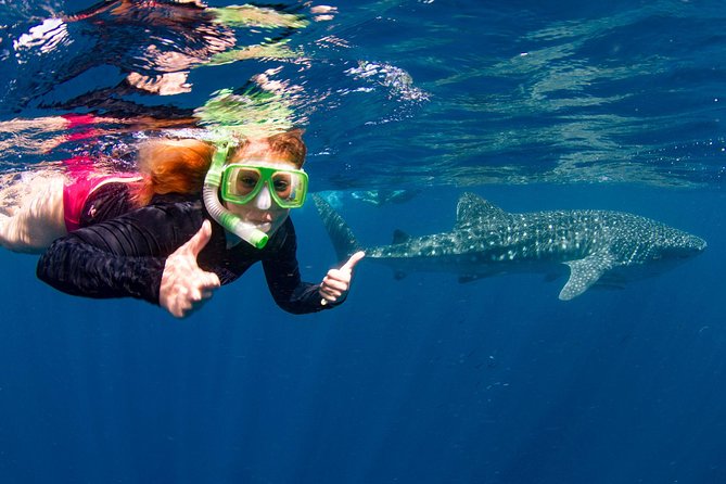 Swimming with the Whale Sharks - Ningaloo Reef (Exmouth) - How the whale shark search works