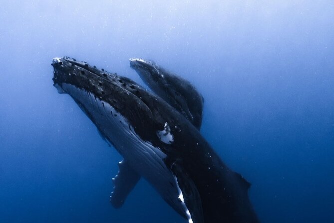 Swimming with Whales in Moorea (Half Day tour) - What swimming beside the whales requires