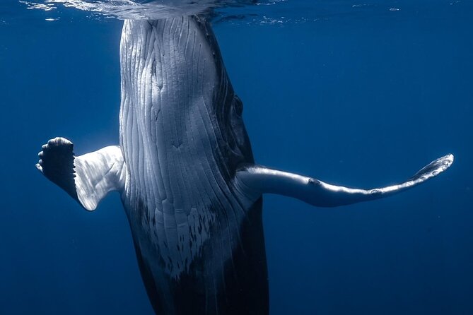 Swimming with Whales in Moorea (Half Day tour) - What the $305.30 price buys you