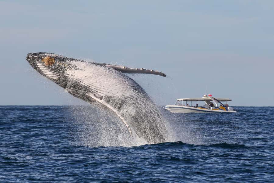 Sydney: 2.5 hour Adventure Whale Watching Cruise - Why the fast boat changes the whale-watching day