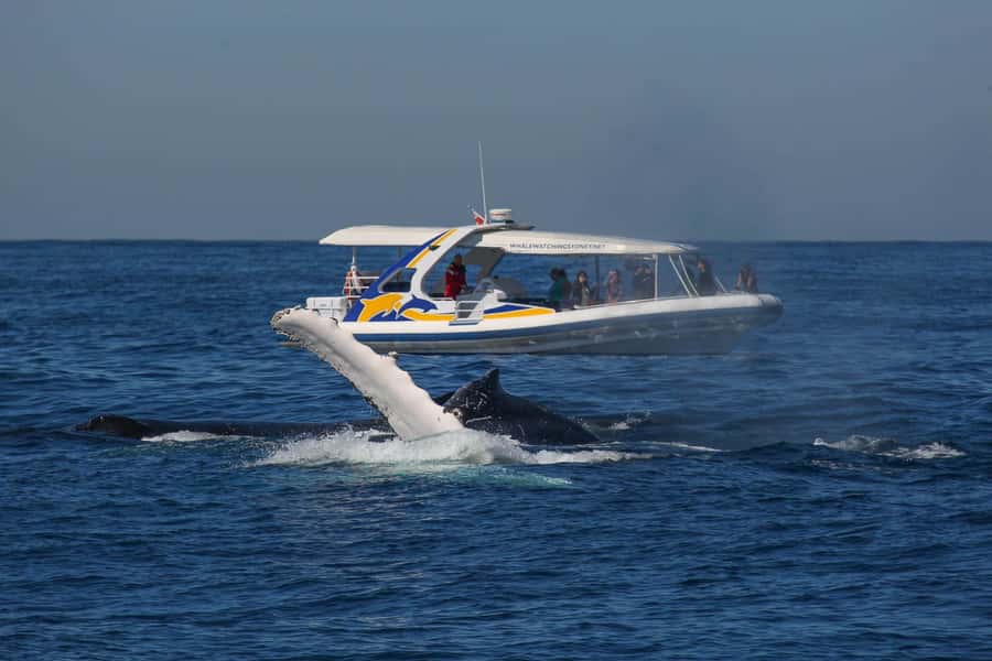 Sydney: 2.5 hour Adventure Whale Watching Cruise - Leaving Sydney from Darling Harbour or Circular Quay