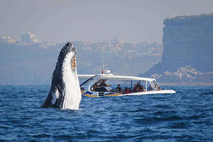 Sydney: 2.5 hour Adventure Whale Watching Cruise - Watching humpback whales from the open deck