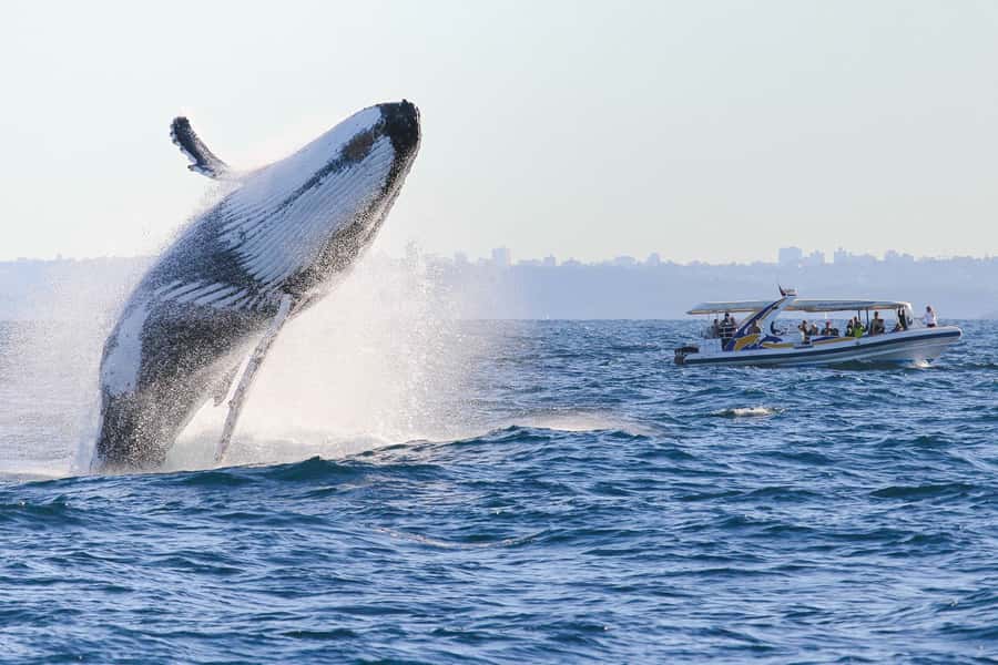 Sydney: 2.5 hour Adventure Whale Watching Cruise - Is $88 a fair price?