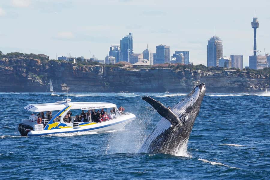 Sydney: 2.5 hour Adventure Whale Watching Cruise - The run to the open ocean at 80 kilometers per hour