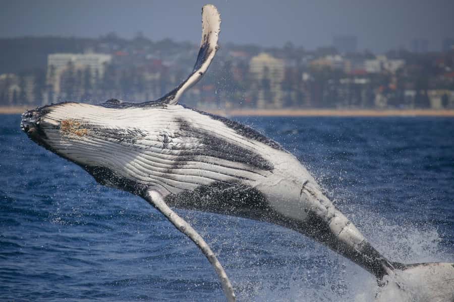Sydney: 2-hour Express Whale Watching Cruise - Key points to know before you book