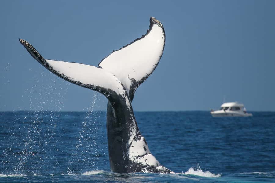 Sydney: 2-hour Express Whale Watching Cruise - Watching humpback whales from the three decks