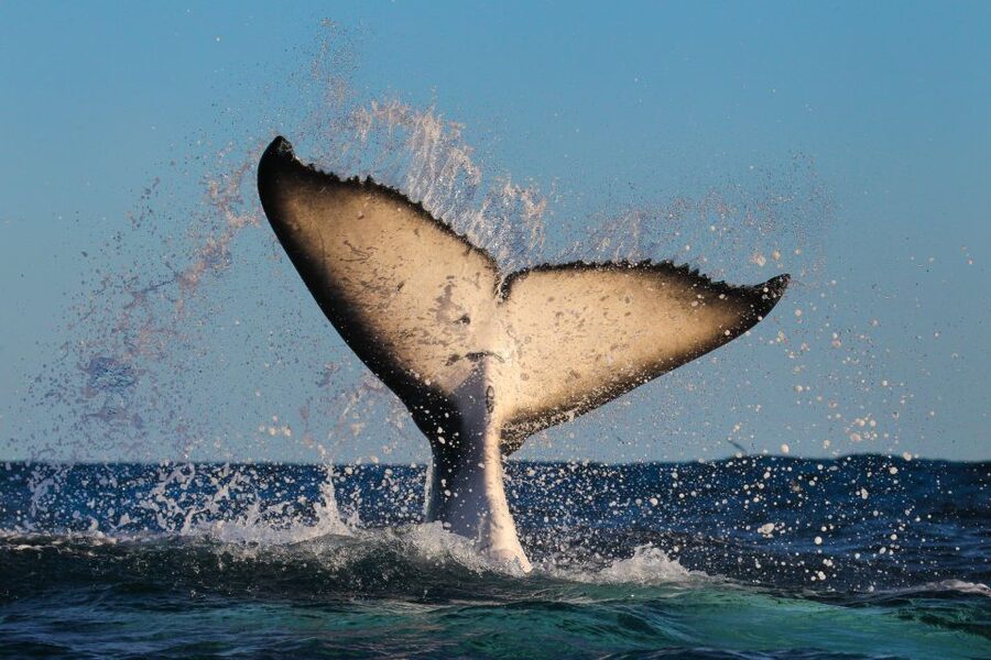 Sydney: 2-hour Express Whale Watching Cruise - Dolphins, seals, and the value of a flexible search