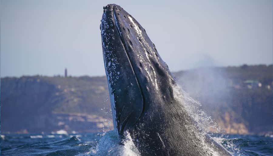 Sydney: Discovery Whale Watching Tour by Catamaran - Key points to know before you sail