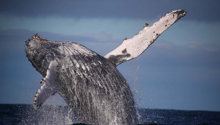 Sydney: Discovery Whale Watching Tour by Catamaran - Setting off from Aquarium Wharf in Darling Harbour