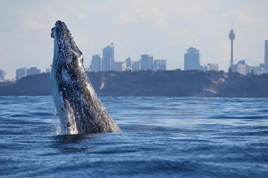 Sydney: Discovery Whale Watching Tour by Catamaran - The whale search in open water