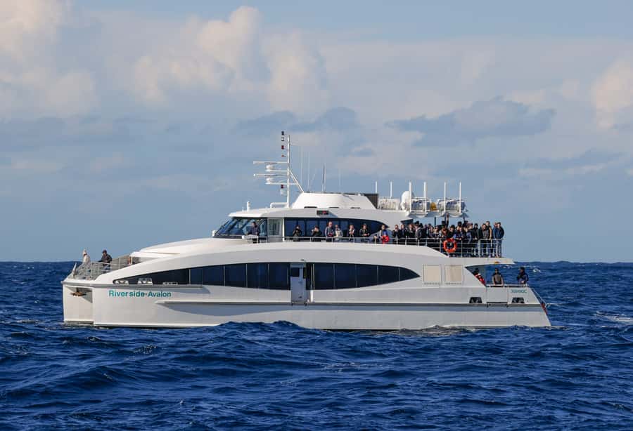 Sydney: Discovery Whale Watching Tour by Catamaran - What the 150-minute schedule feels like