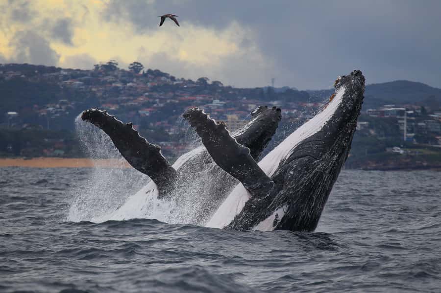 Sydney: Discovery Whale Watching Tour by Catamaran - The Fantasea Avalon and its two viewing levels