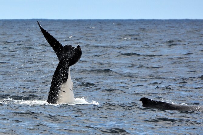Sydney Harbour Tall Ship Whale & Sail - Whale Watching Cruise - From Sheltered Water to the Open Sea