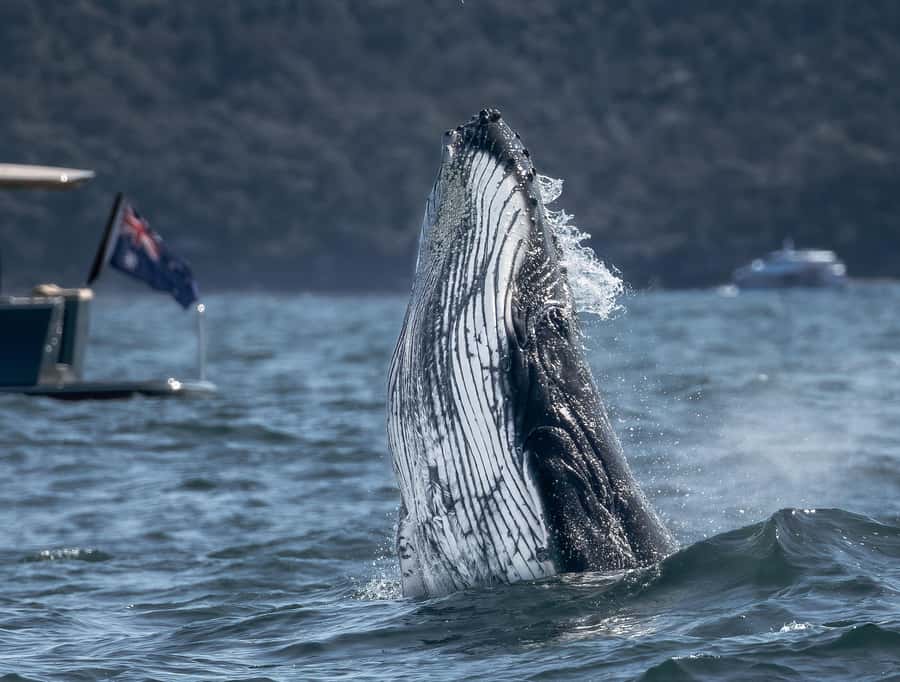 Sydney: Ocean Whale Watching Experience - Key points to know before you book