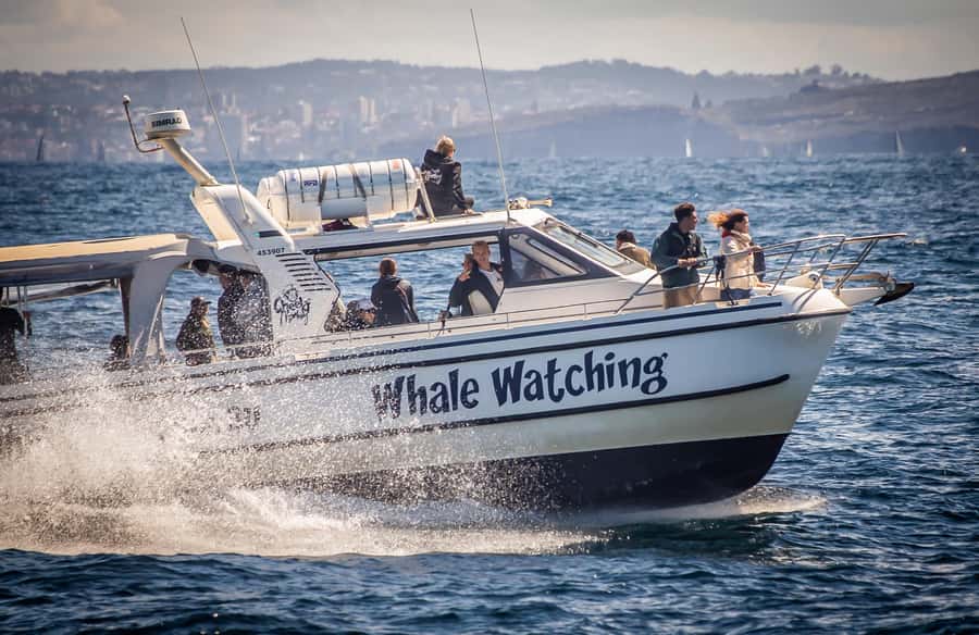 Sydney: Ocean Whale Watching Experience - From King Street Wharf to the Pacific