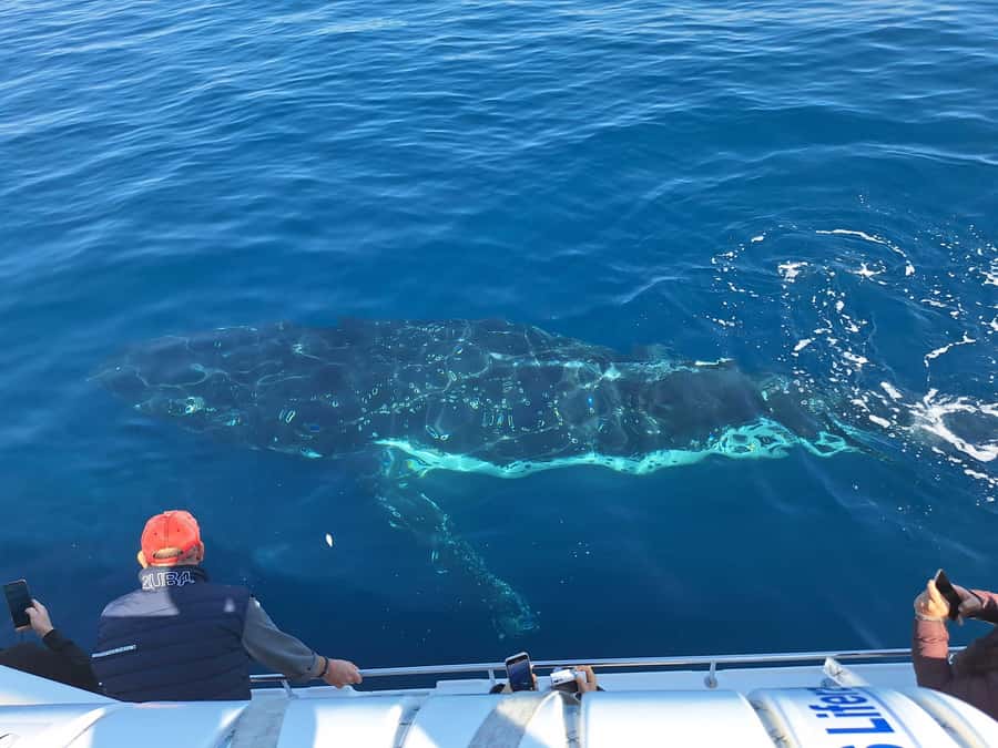 Sydney: Ocean Whale Watching Experience - Why a small boat changes the experience