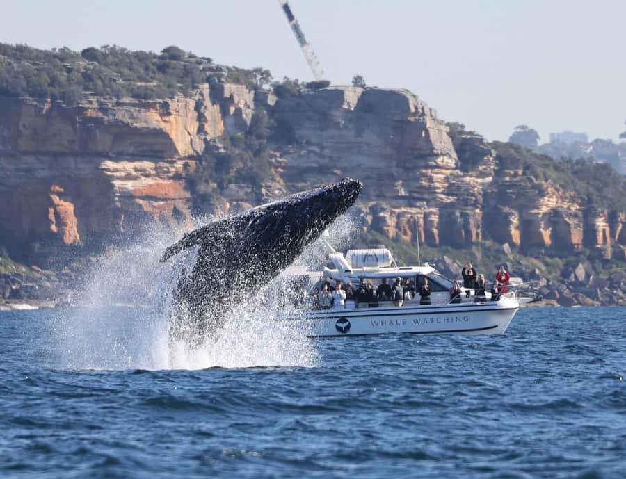 Sydney: Ocean Whale Watching Experience - Commentary, photographs, and the small drawbacks