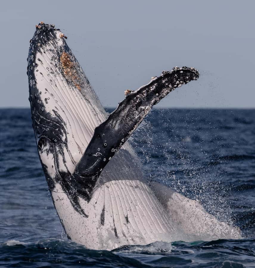 Sydney: Ocean Whale Watching Experience - Is $98 good value?